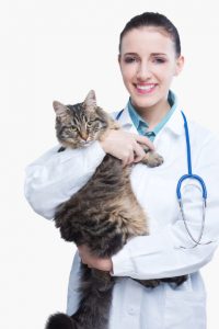 Goodna Specialist cat vets
