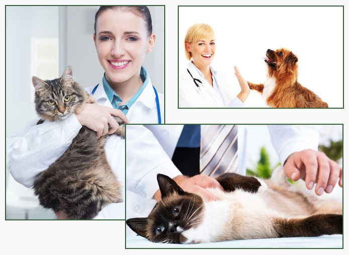 Local Veterinary Clinic Revierview QLD